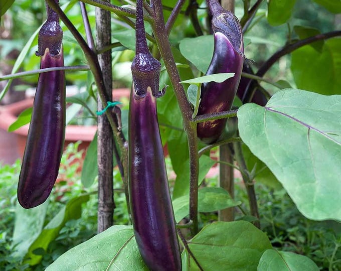 Purple Pickling Eggplant Seeds