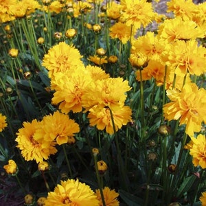 Double Flowered Coreopsis Seeds