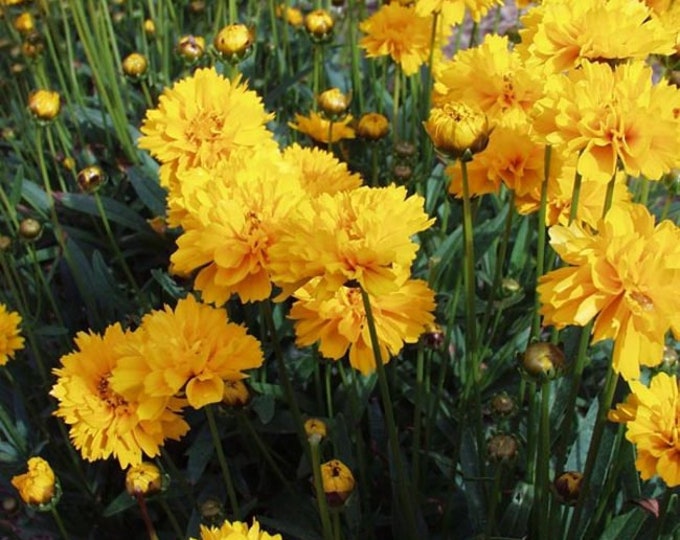 Double Flowered Coreopsis Seeds