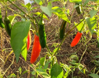Devil Serrano Hot Pepper Seeds -- Organically Grown, non-GMO, Heirloom, Made in Wisconsin - USA