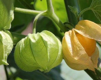 Drott's Yellow Ground Cherry