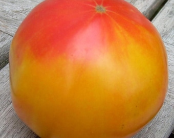 Hillbilly Tomato Seeds -- Organically Grown, non-GMO, Heirloom, Made in Wisconsin - USA
