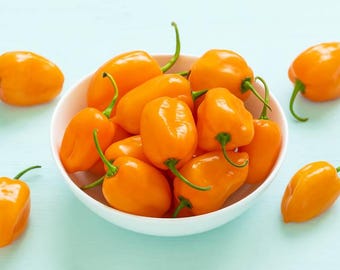 Habanero Hot Pepper Seeds -- Organically Grown, non-GMO, Heirloom, Made in Wisconsin - USA