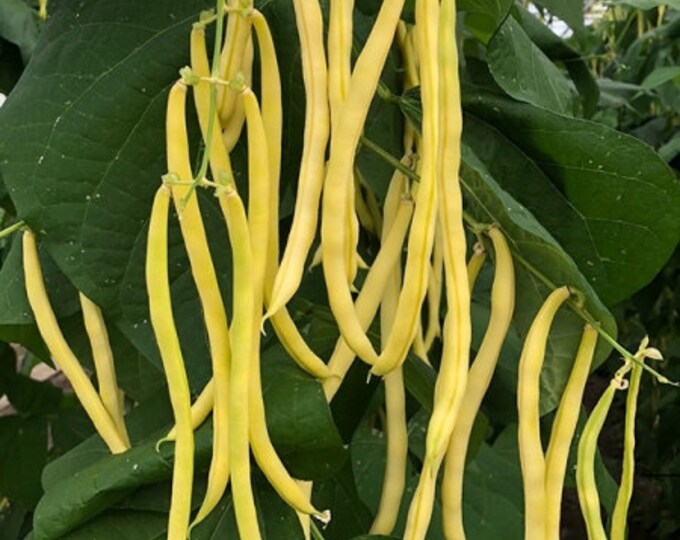 Sunshine Bush Wax Bean Seeds -- Organically Grown, non-GMO, Heirloom, Made in Wisconsin - USA