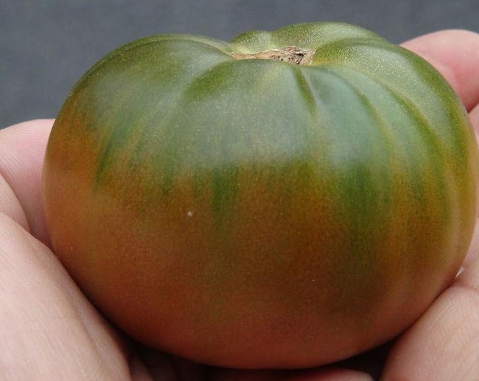 Black Sea Man Tomato Seeds -- Organically Grown, non-GMO, Heirloom, Made in Wisconsin - USA