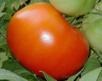 Siletz Tomato Seeds -- Organically Grown, non-GMO, Heirloom, Made in Wisconsin - USA