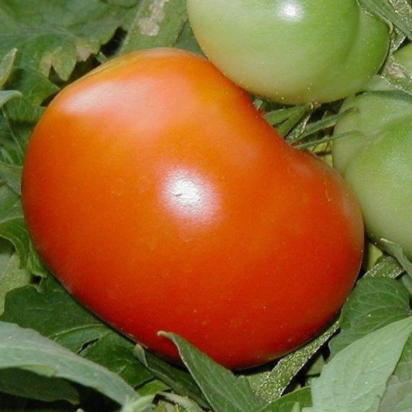 Siletz Tomato Seeds -- Organically Grown, non-GMO, Heirloom, Made in Wisconsin - USA