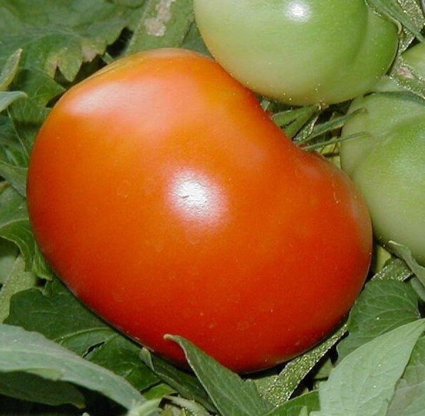 Siletz Tomato Seeds Organically Grown, nonGMO, Heirloom, Made in