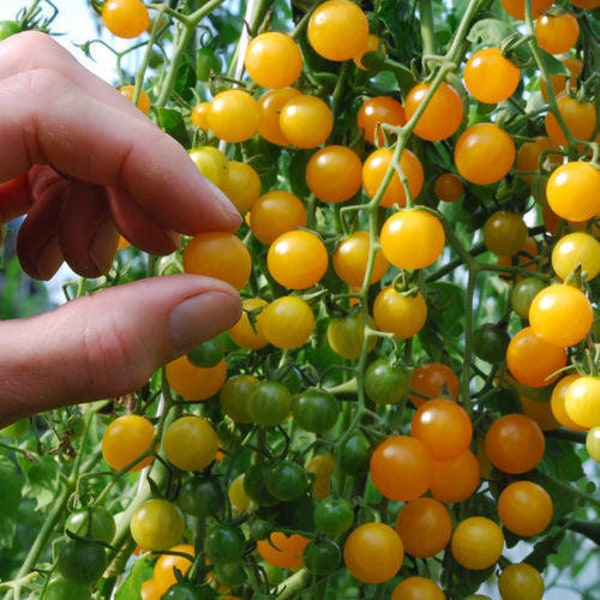 Orange Currant Tomato Seed