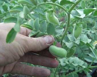 Myles Garbanzo Bush Dry Bean Seed