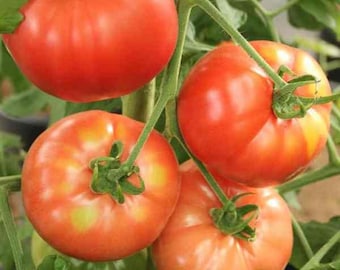 Floridade Tomato Seeds -- Organically Grown, non-GMO, Heirloom, Made in Wisconsin - USA