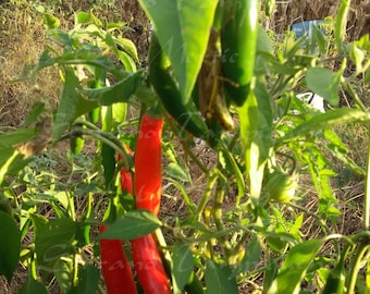 Serrano Tampiqueno Hot Pepper Seed