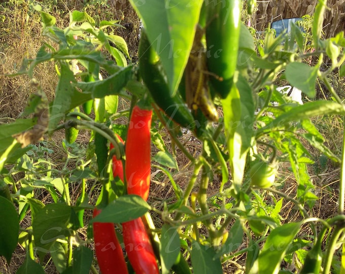 Serrano Tampiqueno Hot Pepper Seed