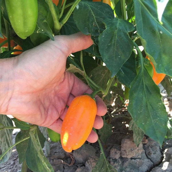 Orange Lunchbox Sweet Pepper Seed