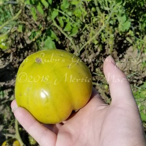 Aunt Ruby's German Green Tomato Seeds Organically Grown, non-GMO, Heirloom, Made in Wisconsin USA image 6