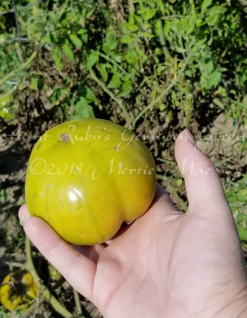 Aunt Ruby's German Green Tomato Seeds Organically Grown, non-GMO, Heirloom, Made in Wisconsin USA image 6