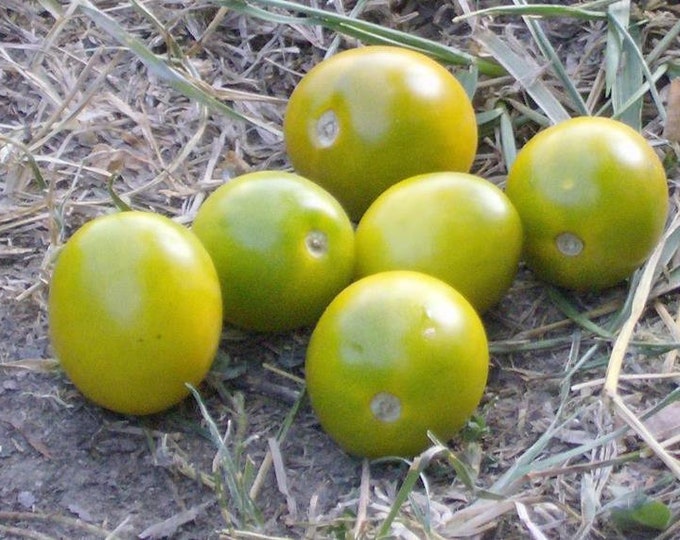 Green Grape Tomato Seeds -- Organically Grown, non-GMO, Heirloom, Made in Wisconsin - USA