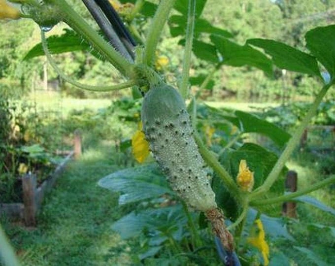 Snow's Fancy Pickling Cucumber Seeds