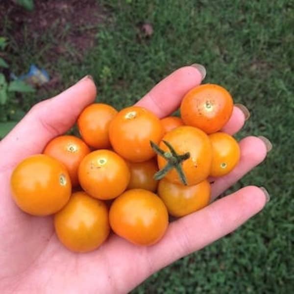 Sungold Select Tomato Seeds -- Organically Grown, non-GMO, Open Pollinated, Made in Wisconsin - USA