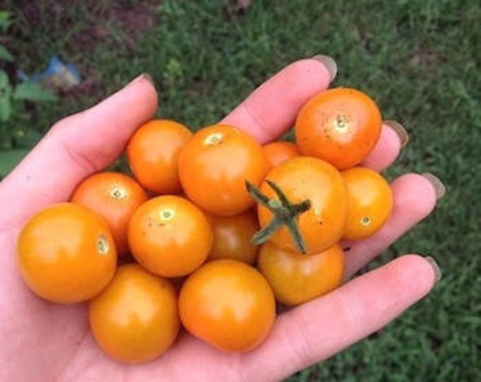 Sungold Select Tomato Seeds -- Organically Grown, non-GMO, Open Pollinated, Made in Wisconsin - USA