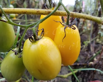 Evêque Crème Tomato Seeds -- Organically Grown, non-GMO, Heirloom, Made in Wisconsin - USA