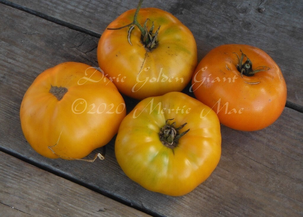 Dixie Golden Giant Tomato Seeds Organically Grown, nonGMO, Heirloom, Made in Wisconsin USA