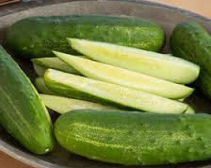 Snow's Fancy Pickling Cucumber Seeds