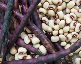 Knuckle Purple Hull Cowpea (Southern Pea) Seed