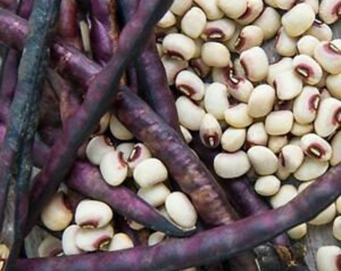 Knuckle Purple Hull Cowpea (Southern Pea) Seed