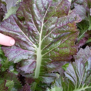 Dragon Tongue Mustard Greens Seed