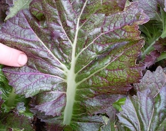 Dragon Tongue Mustard Greens Seed
