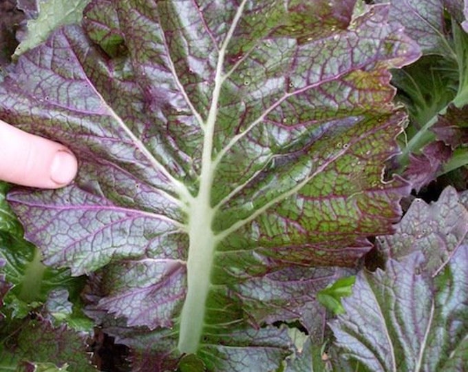 Dragon Tongue Mustard Greens Seed