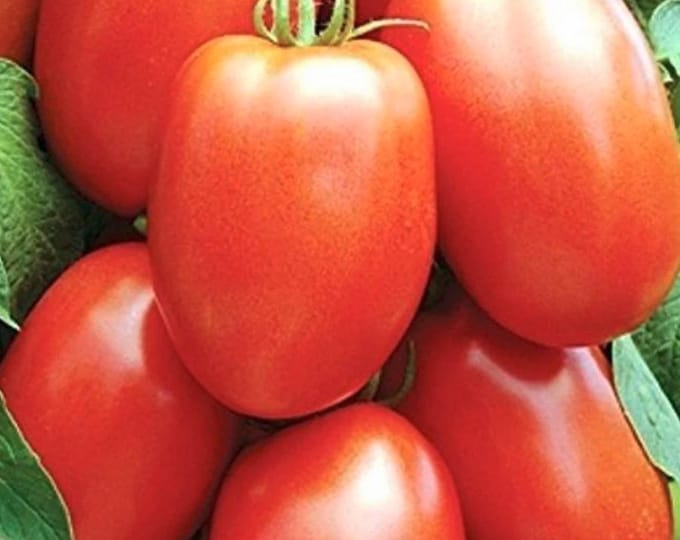 Amish Paste Tomato Seeds -- Organically Grown, non-GMO, Heirloom, Made in Wisconsin - USA
