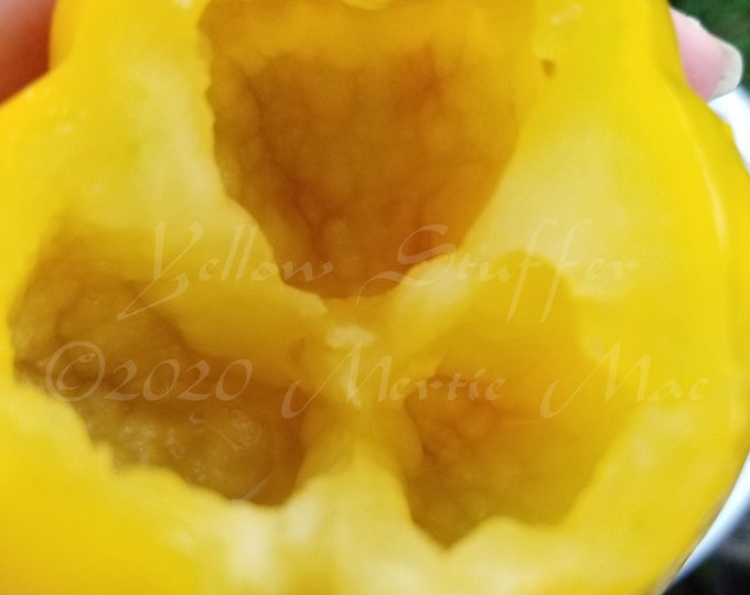 Yellow Stuffer Tomato Seeds -- Organically Grown, non-GMO, Heirloom, Made in Wisconsin - USA