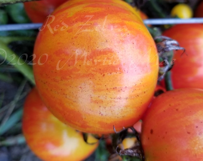 Red Zebra Tomato Seed-- Organically Grown, non-GMO, Heirloom, Made in Wisconsin - USA