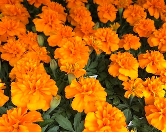 Janie Deep Orange Marigold Seeds