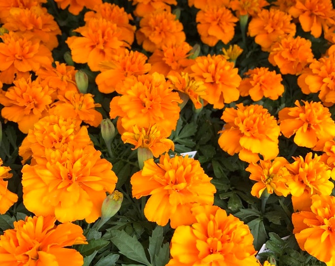 Janie Deep Orange Marigold Seeds