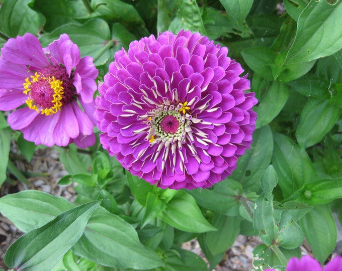 Miss Willmott Zinnia Seed