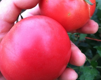 Rose Tomato Seeds -- Organically Grown, non-GMO, Heirloom, Made in Wisconsin - USA