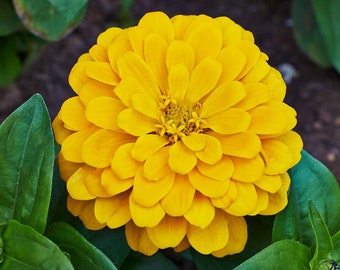 Canary Yellow Zinnia Seeds