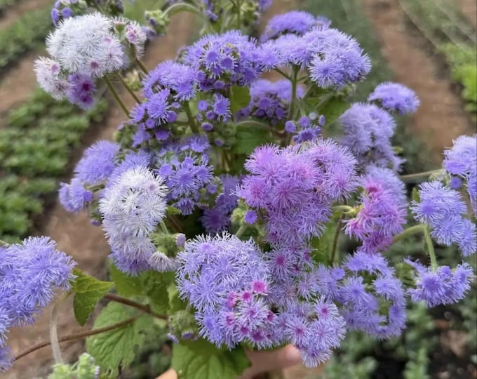 Tall Mix Ageratum, non-GMO, Grown in the USA, Heirloom, Open-Pollinated