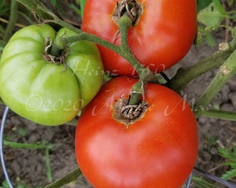 Heinz 1350 Tomato Seeds -- Organically Grown, non-GMO, Heirloom, Made in Wisconsin - USA