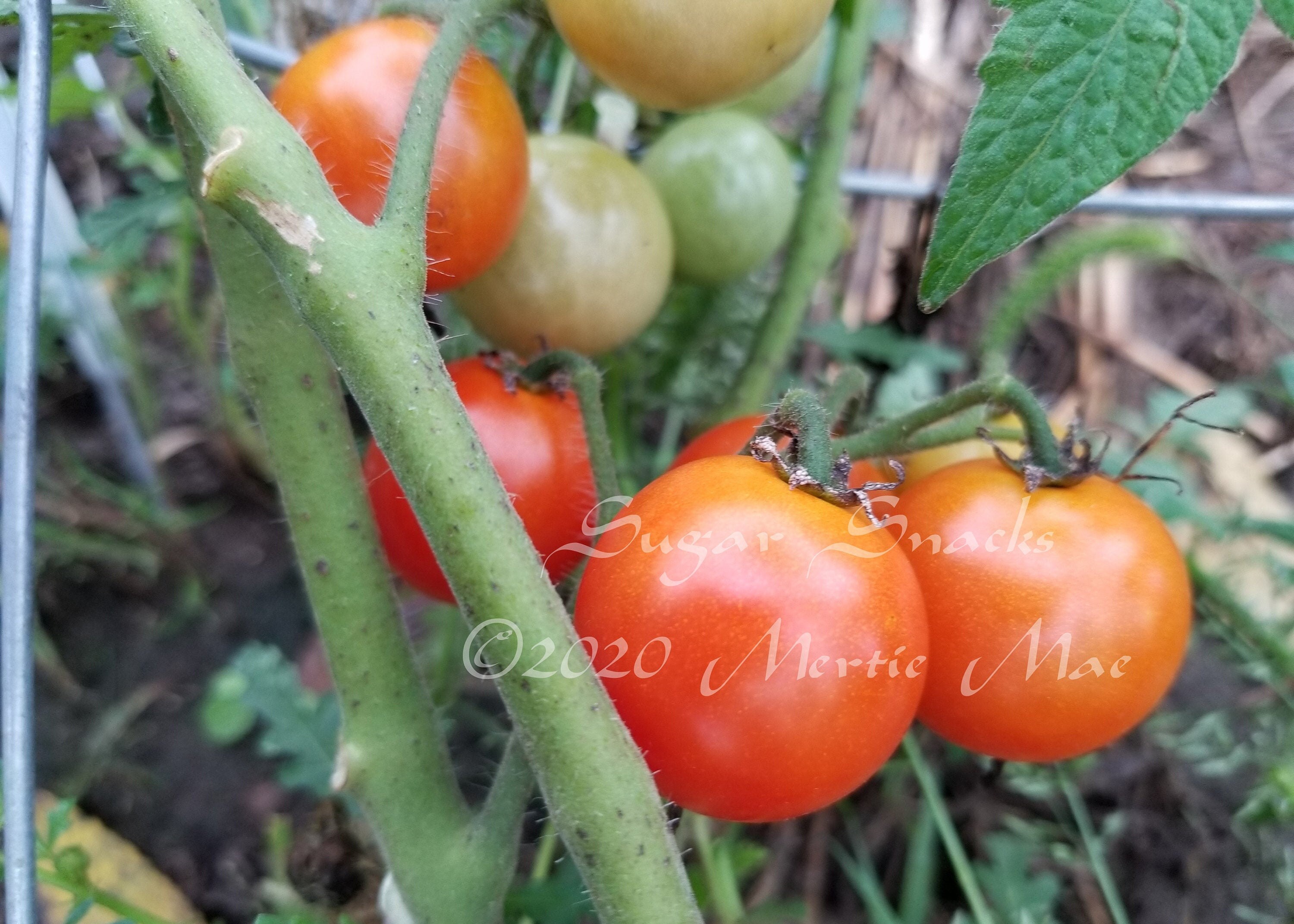 Sugar Snack OP Tomato Seeds -- Organically Grown, Non-gmo
