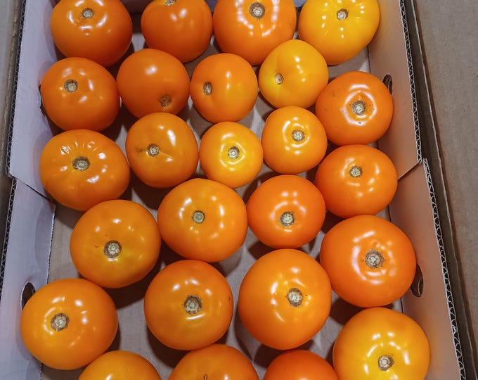 Abe's Gold Tomato Seed -- Organically Grown, non-GMO, Heirloom, Made in Wisconsin - USA