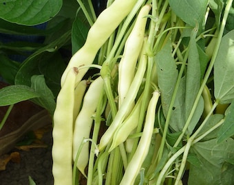 Capitano Romano Bush Snap Bean Seeds