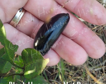 Black Hungarian Hot Pepper Seed