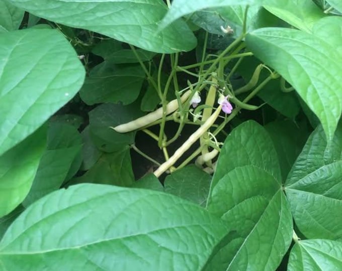 Pencil Pod Wax Bush Bean Seed, grown in Wisconsin, non-GMO, organic, sustainable