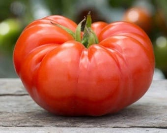 Mortgage Lifter (Halladay's Strain) Tomato Seeds -- Organically Grown, non-GMO, Heirloom, Made in Wisconsin - USA