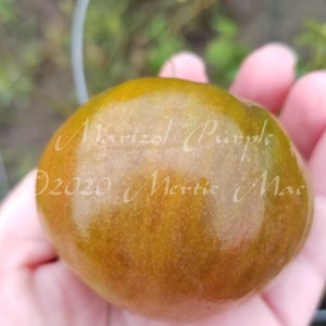 Marizol Purple Tomato Seeds Organically Grown, non-GMO, Heirloom, Made in Wisconsin USA image 1