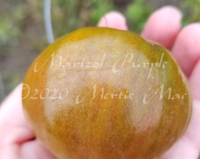 Marizol Purple Tomato Seeds -- Organically Grown, non-GMO, Heirloom, Made in Wisconsin - USA